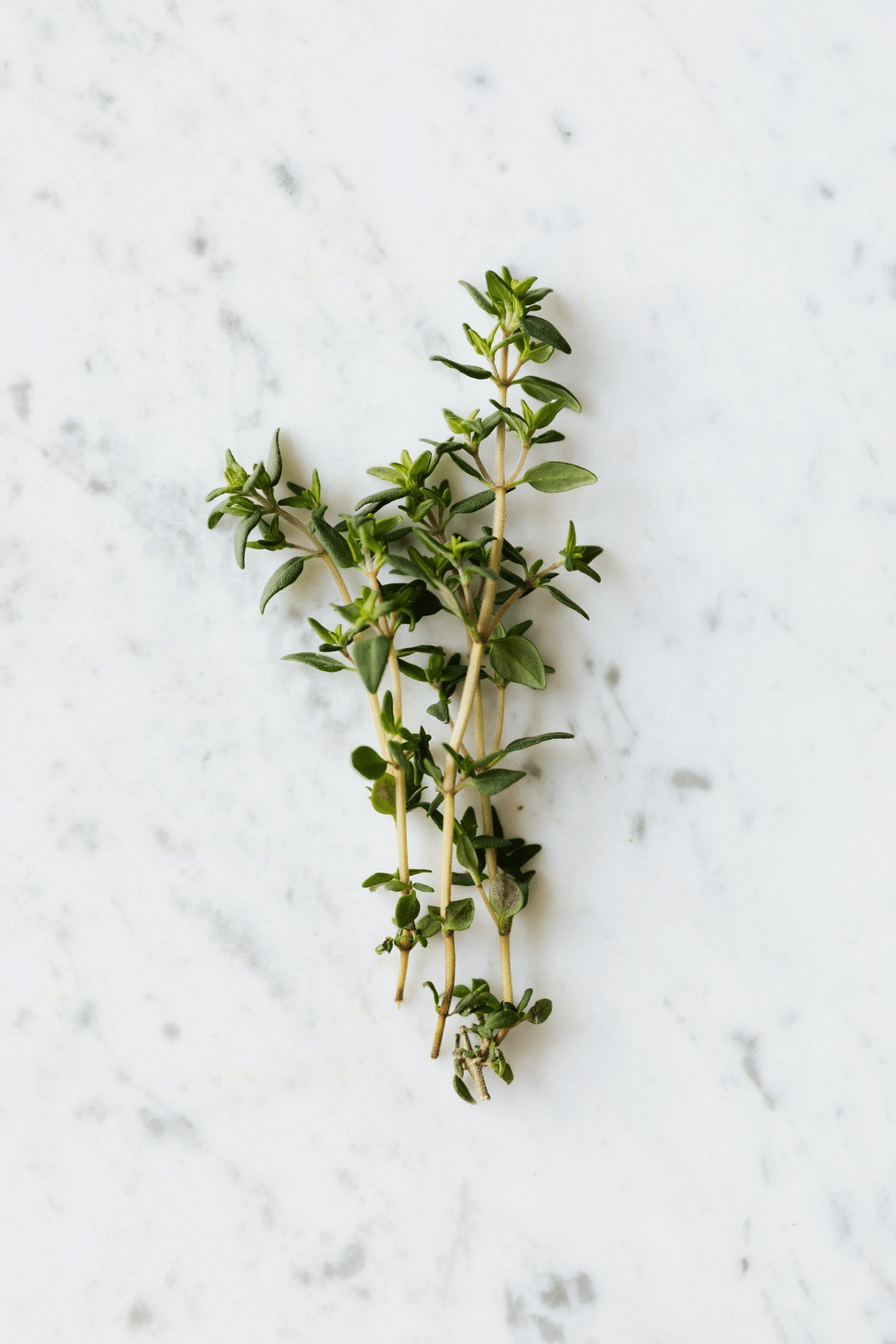 Thyme to Shine 6 Unexpected Uses of Thyme You Need to Know