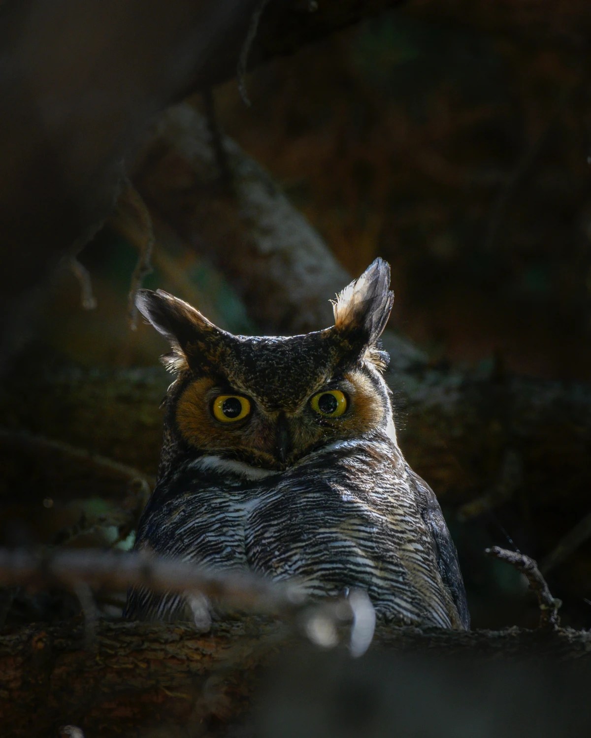 How To Attract Owls To Your Backyard 4 Useful Tips