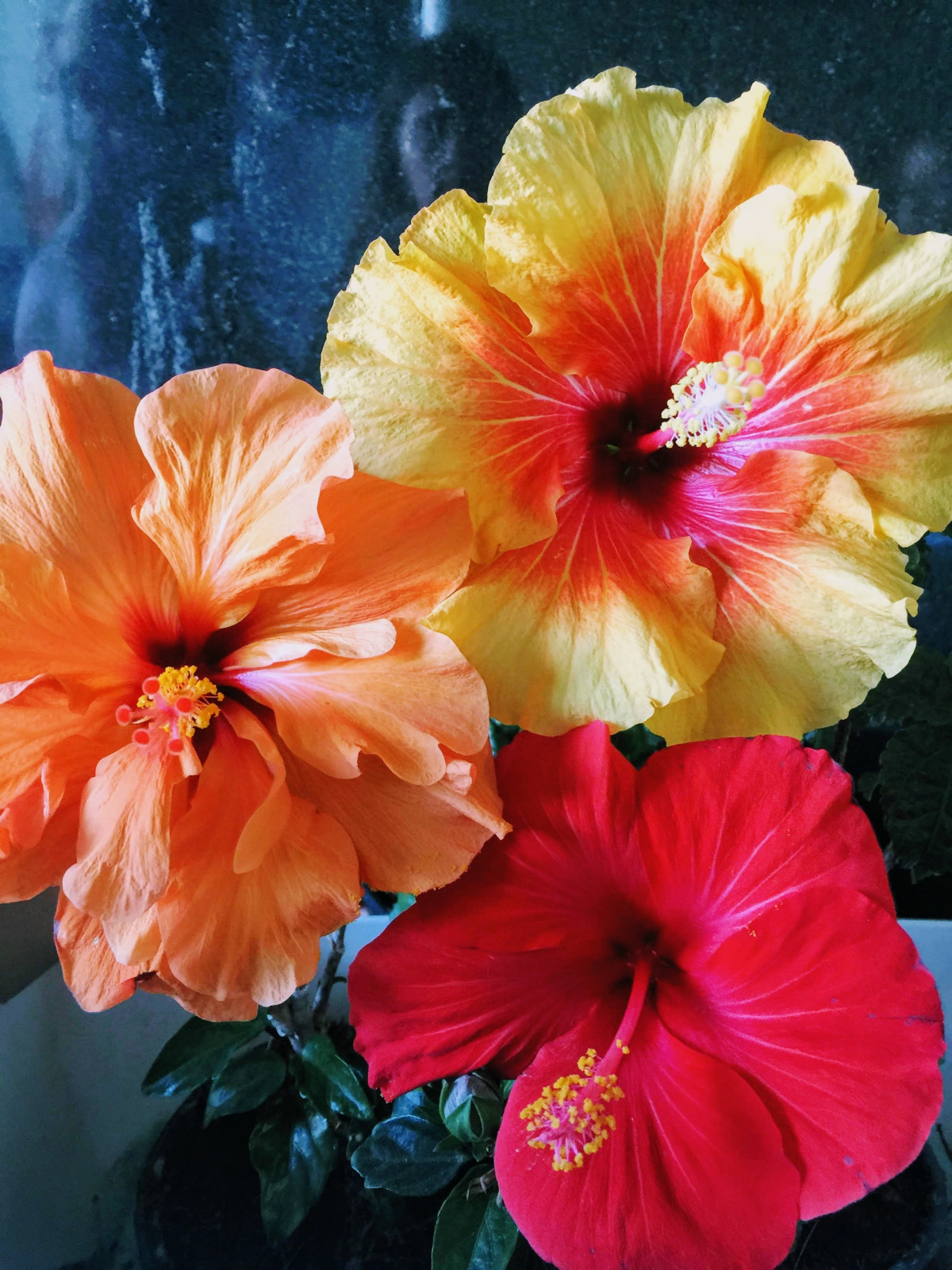 How To Winterize A Hibiscus 10 Essential Gardening Tips
