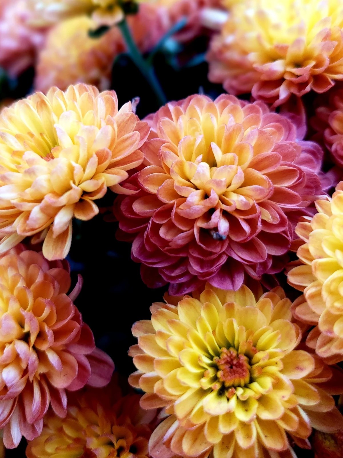How To Winterize Mums Key Techniques Every Gardener Should Know