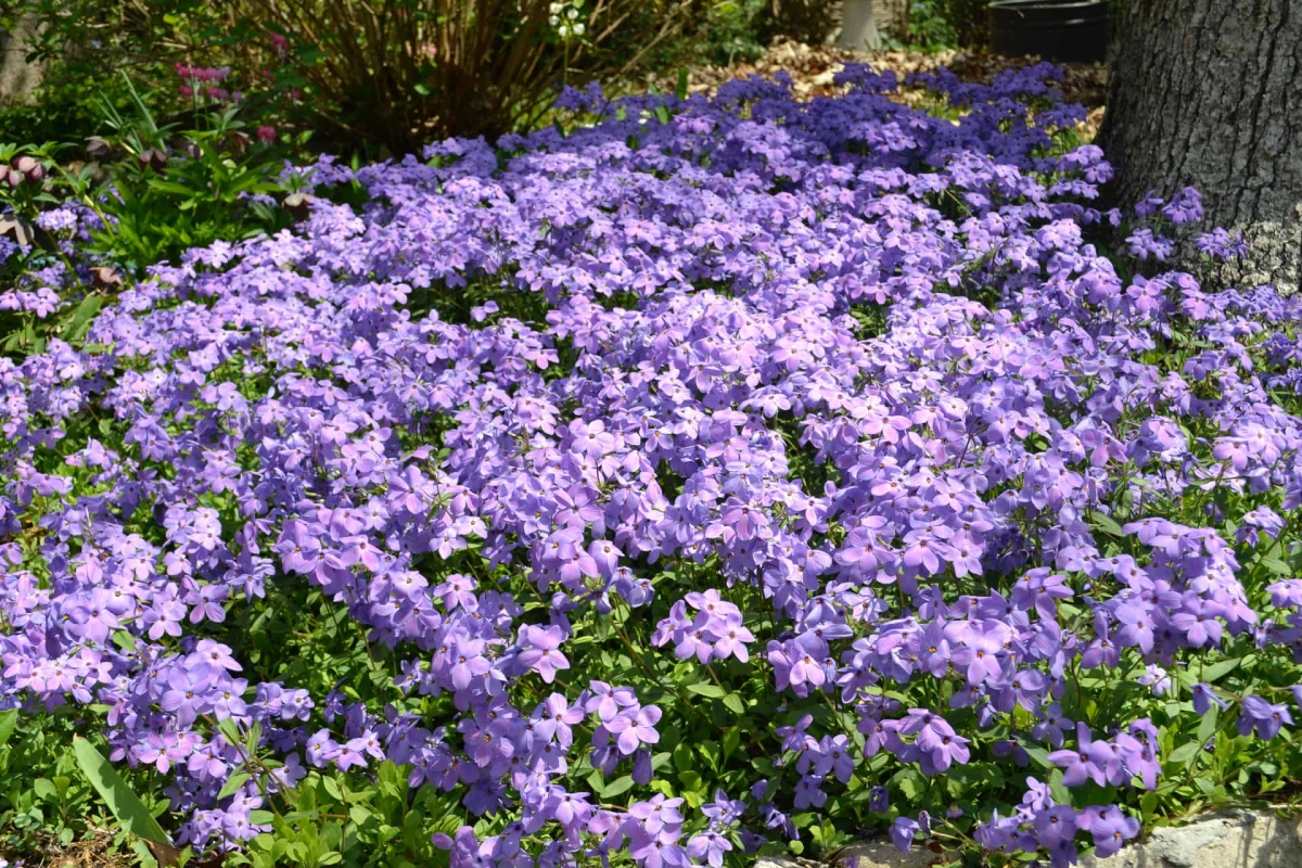Taking Care of a Creeping Phlox in the Winter The Basics