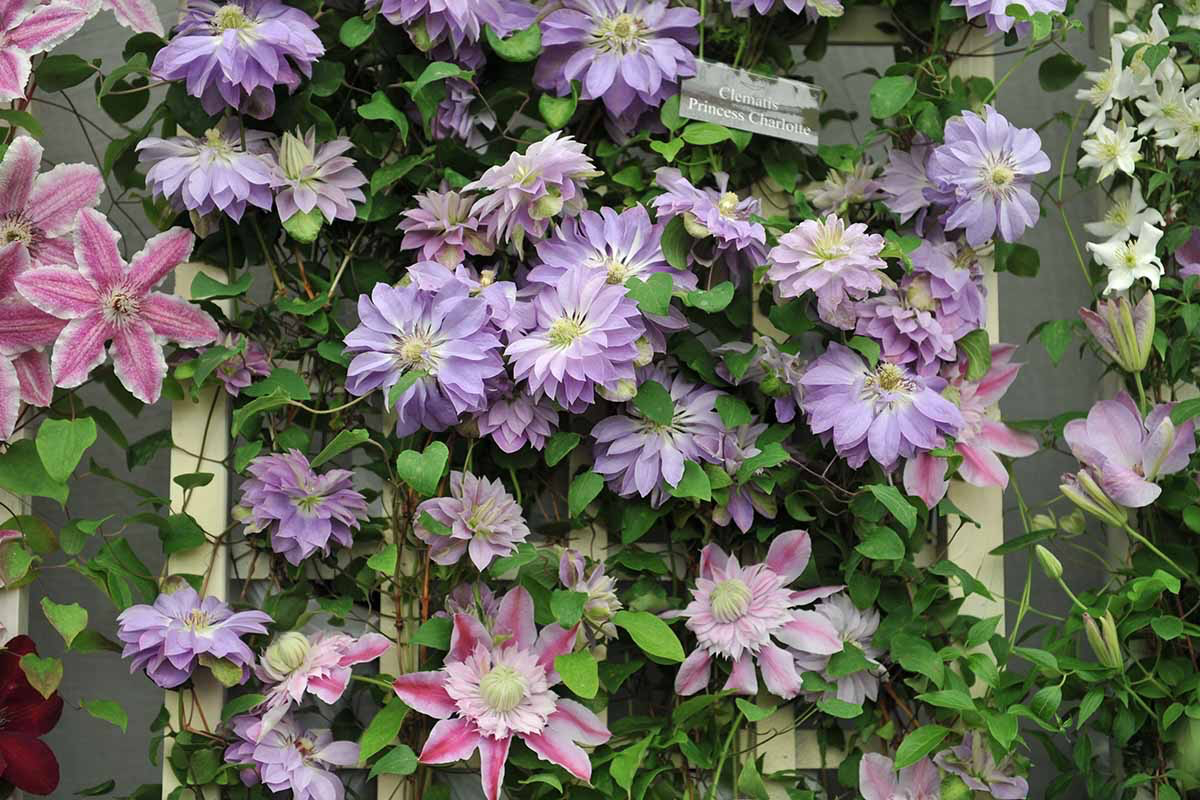 How to Winterize Your Clematis Like a Pro Complete Guide