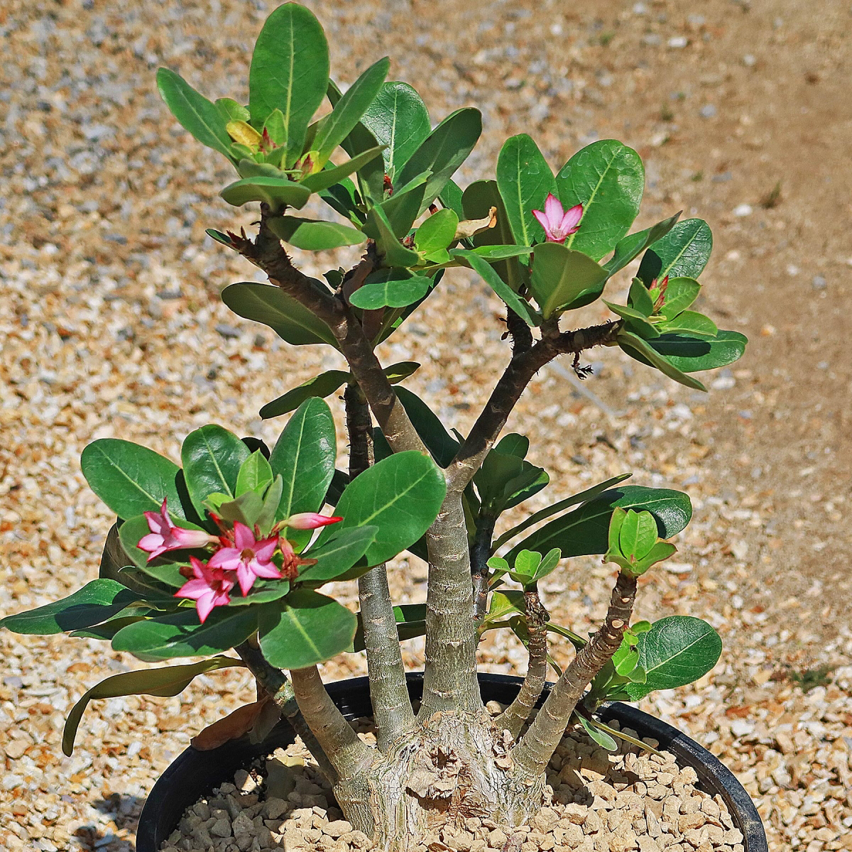 The Beauty of The Desert Rose Plant Complete Care Guide
