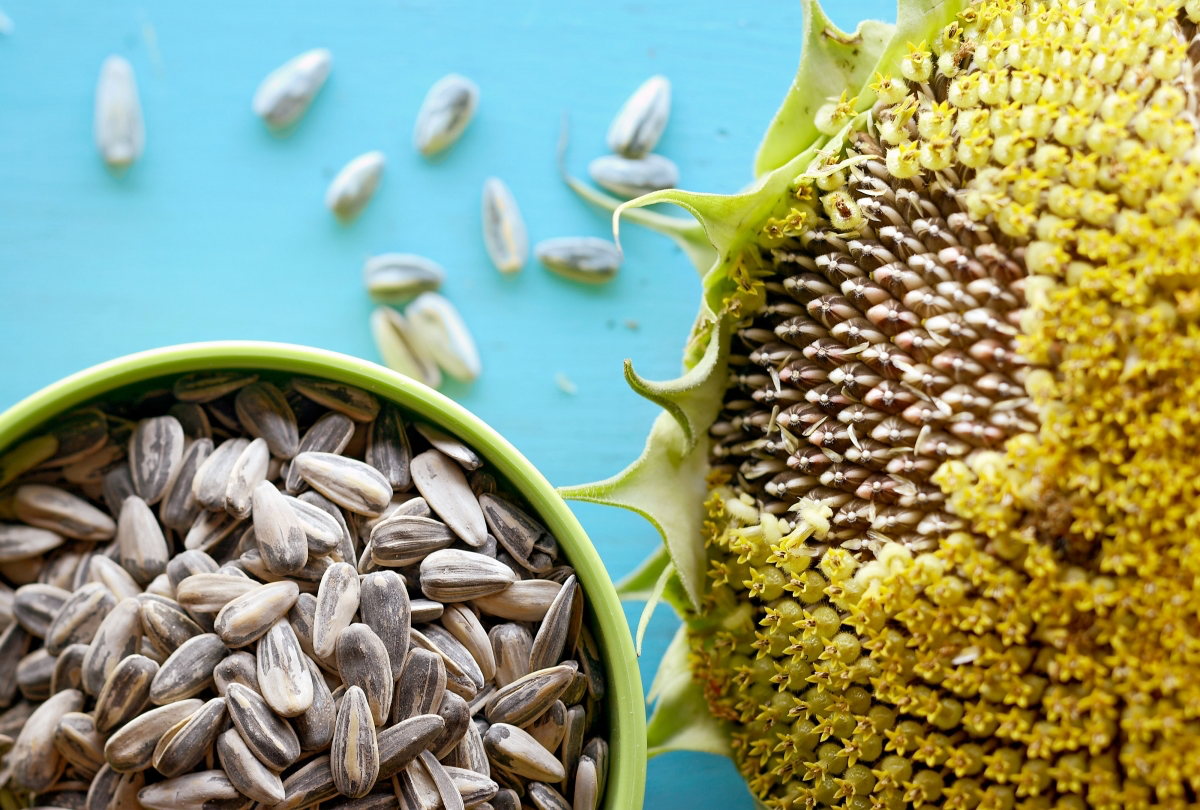 How to Harvest Sunflower Blooms & Seeds Complete Guide