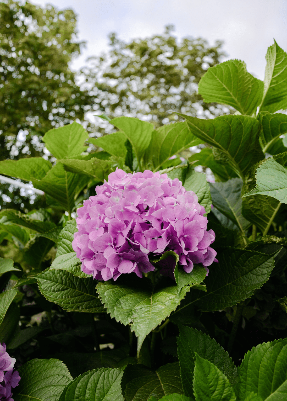 How to Revive Your Beloved Hydrangeas (Plant & in a Bouquet)