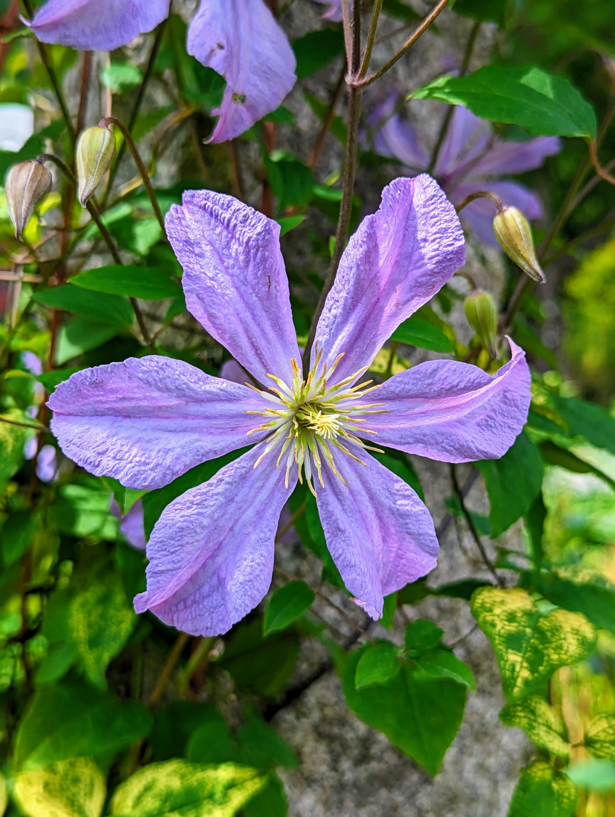 How to Winterize Your Clematis Like a Pro Complete Guide