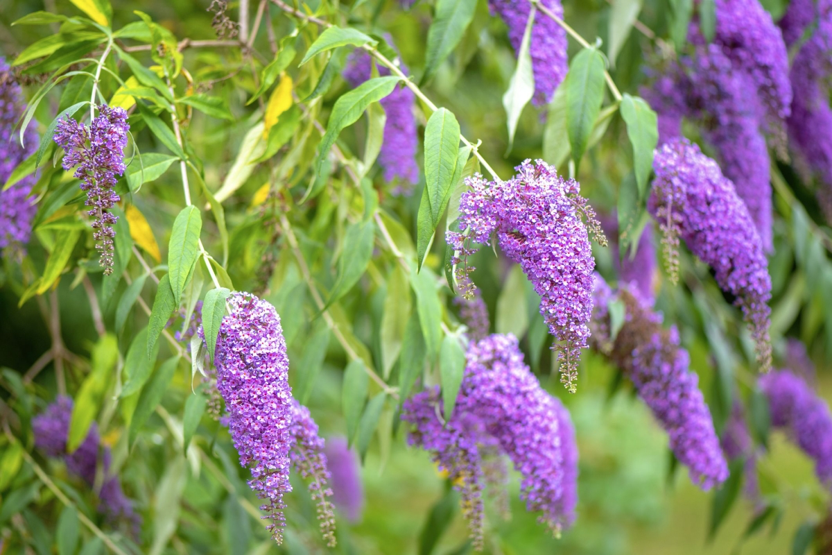 How to Winterize a Butterfly Bush A Complete Guide