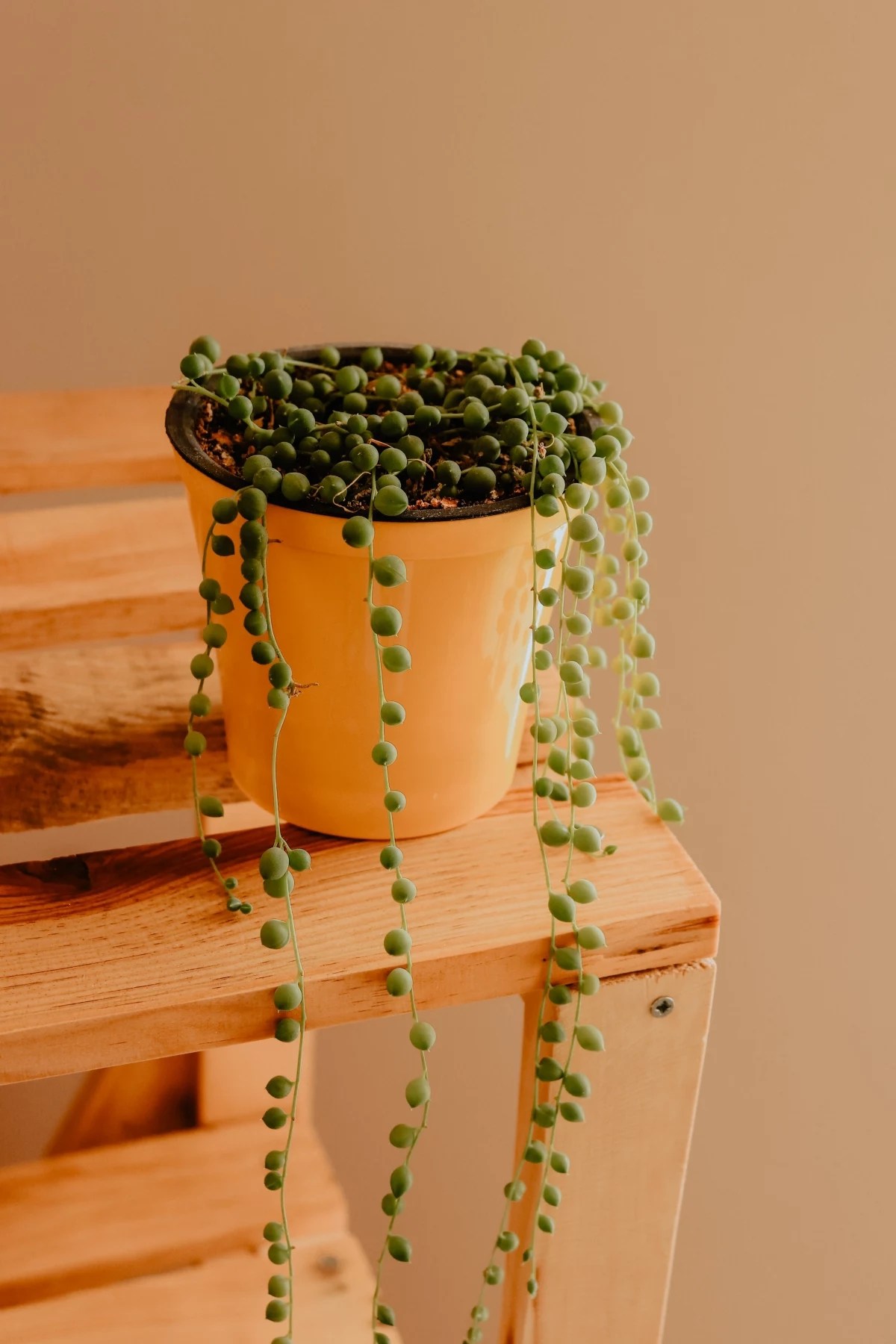 String of Pearls How to Take Care of This Dainty Houseplant