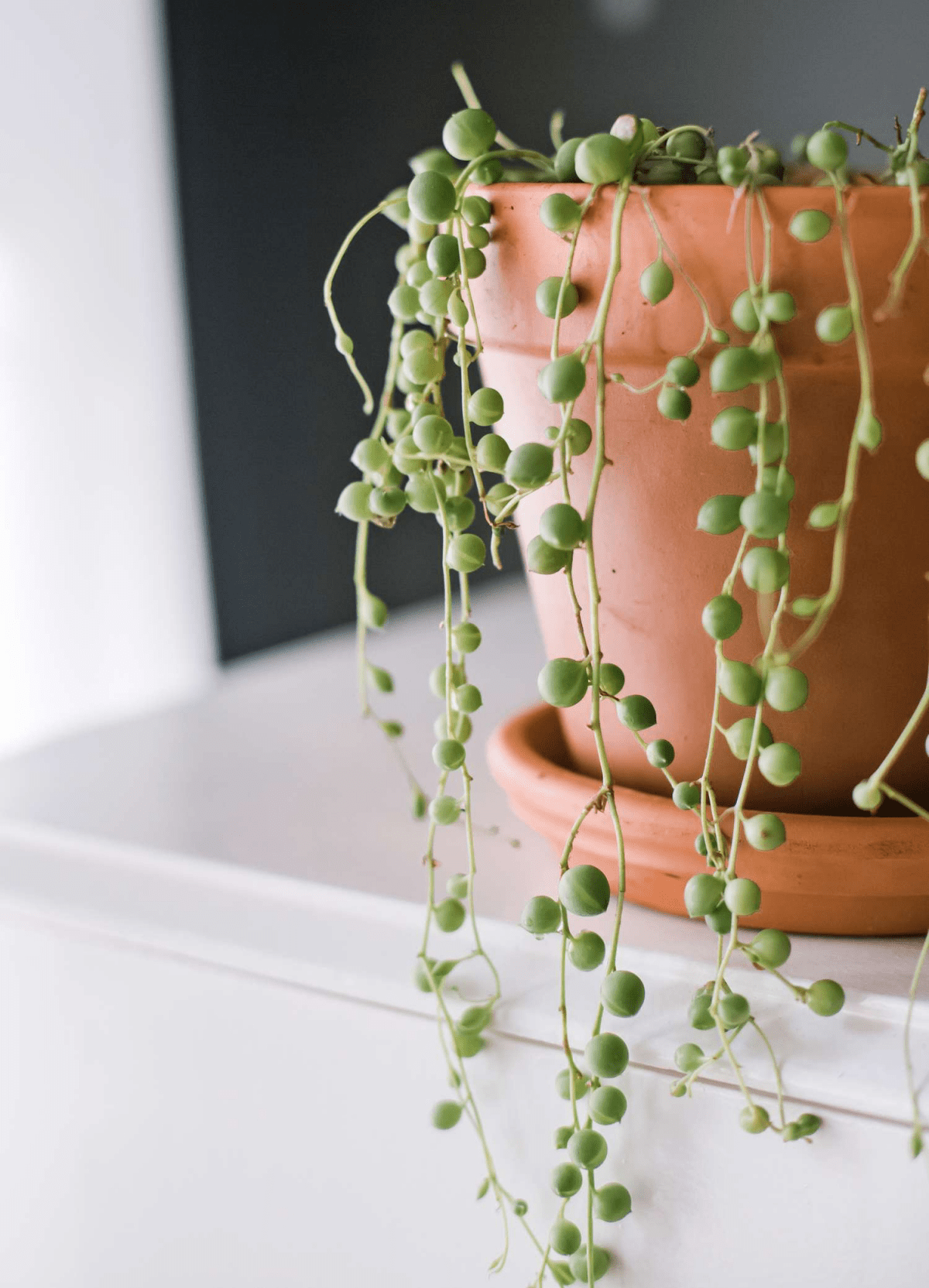 String of Pearls How to Take Care of This Dainty Houseplant