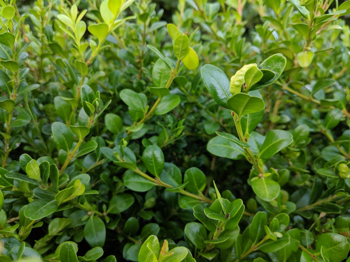 The Beautiful Winter Gem Boxwood An Easy Care Guide