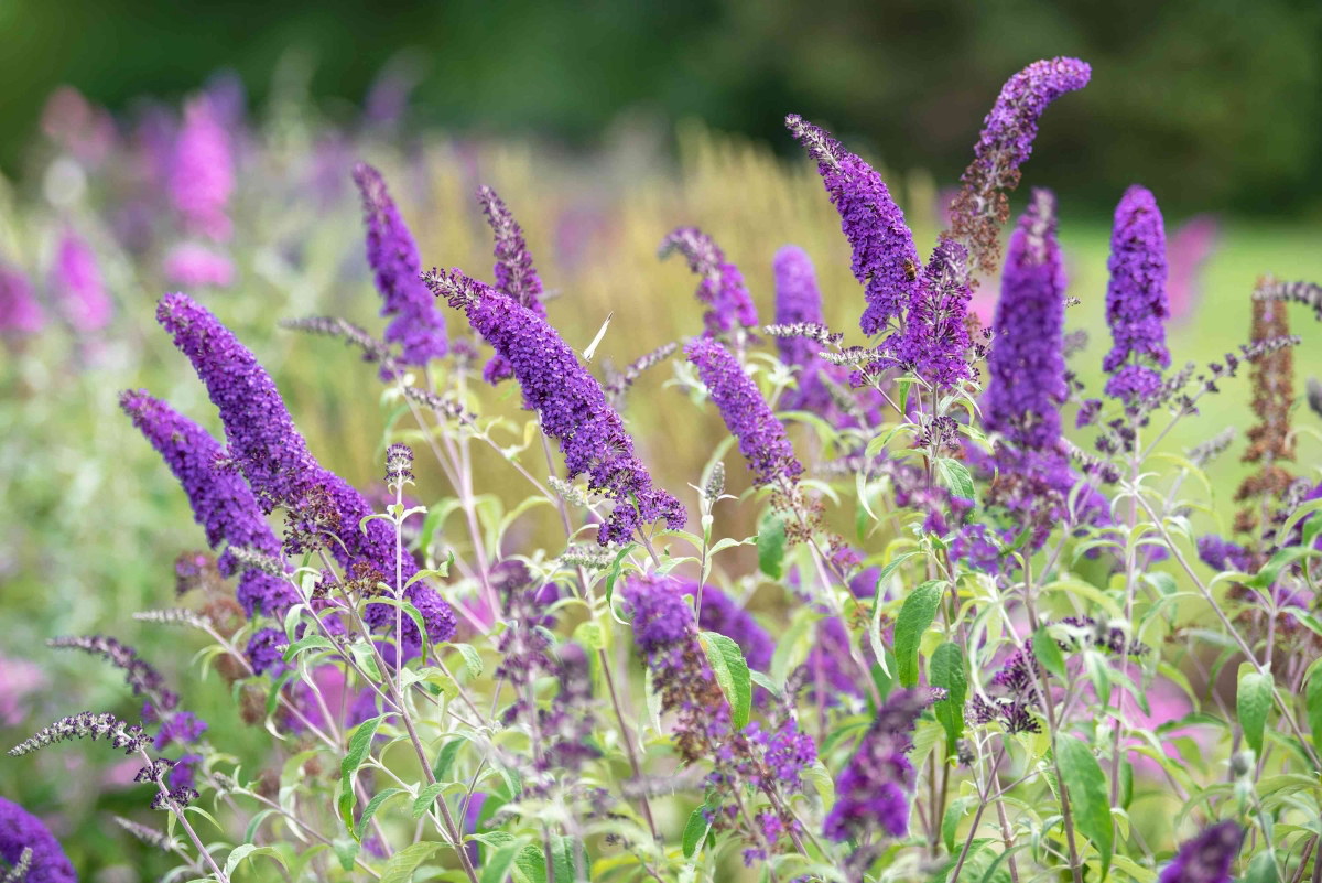 How to Winterize a Butterfly Bush A Complete Guide