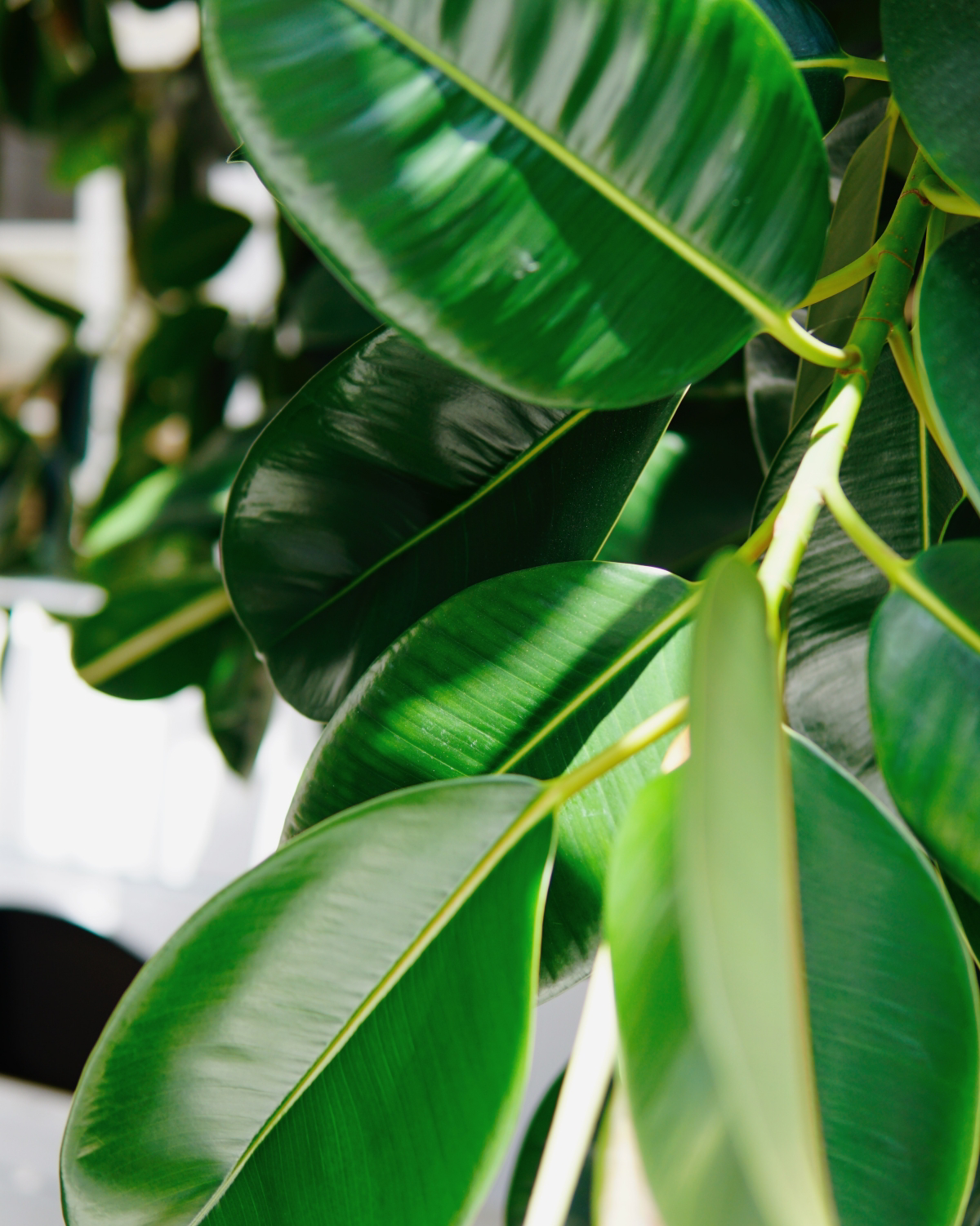 The Ficus Tree Unveiled How to Take Care of This Indoor Beauty