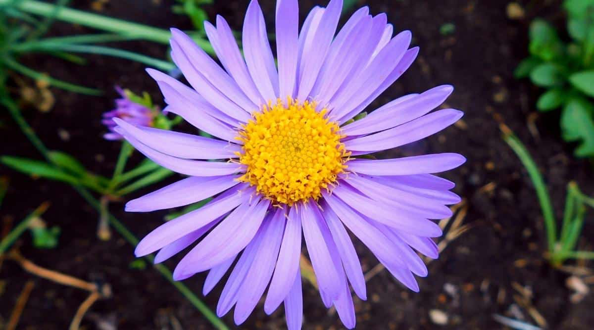 The Stunning Aster Flower Ultimate Care Guide