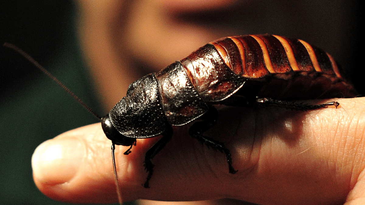 Palmetto Bug Vs Cockroach Here Are The Differences