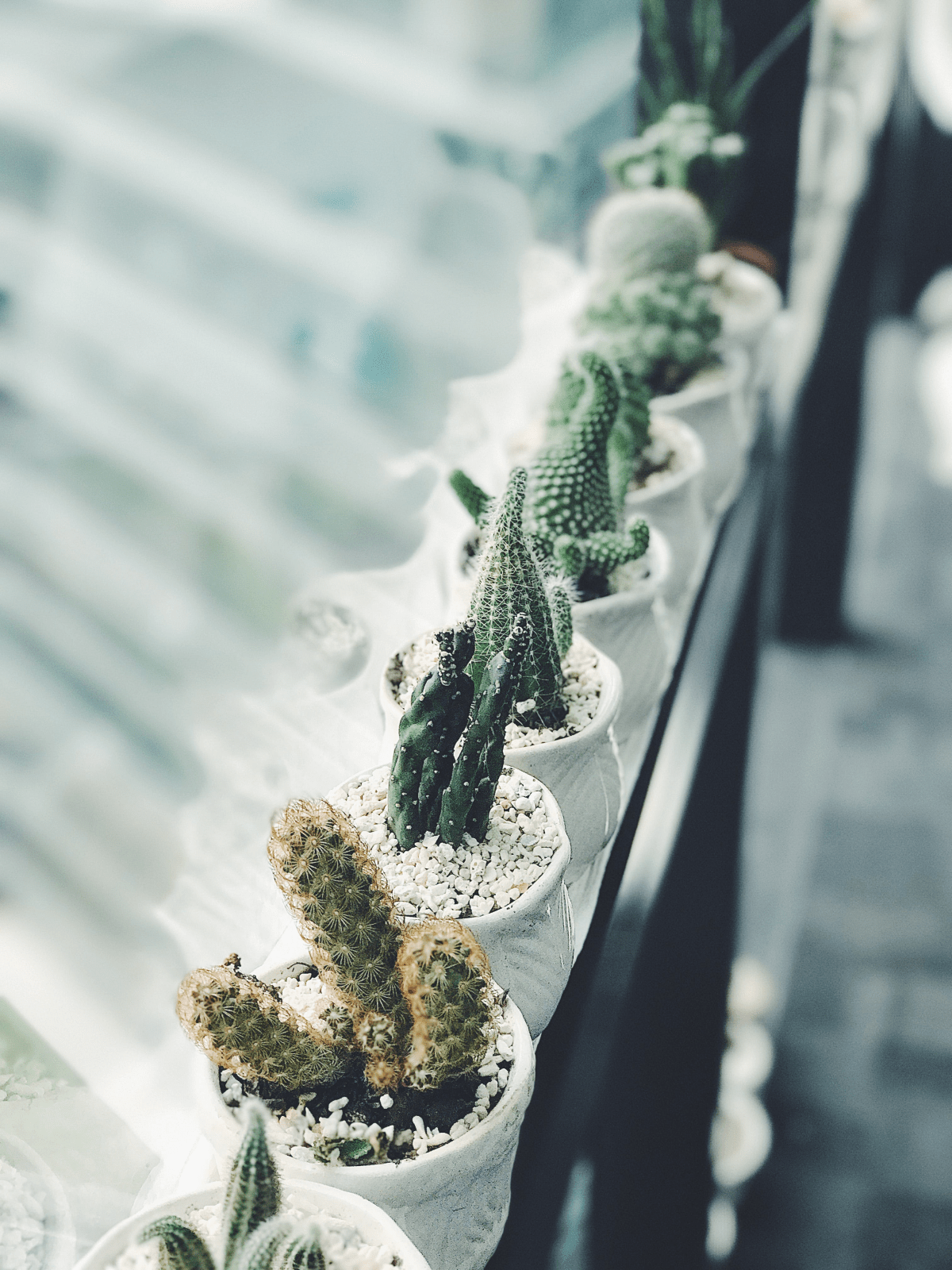 Cactus Soil Essentials The Ultimate Guide For Healthy Growth