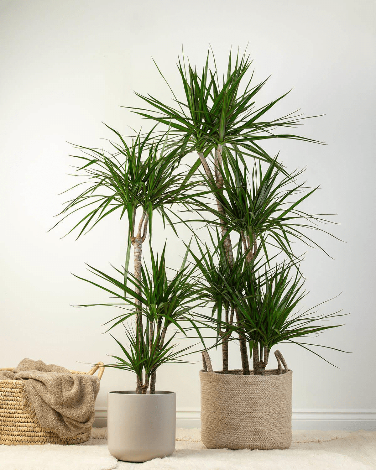 Tame The Dragon Tree With This Comprehensive Plant Care Guide