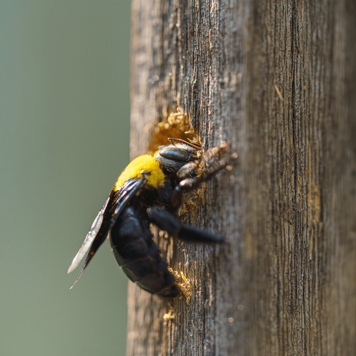 Here Is How To Make 6 Effective Carpenter Bee Traps