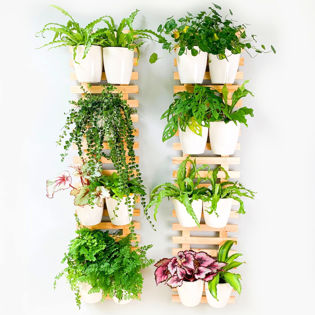 Plant Wall Guide: The Botanical Beauty of a Living, Green Wall