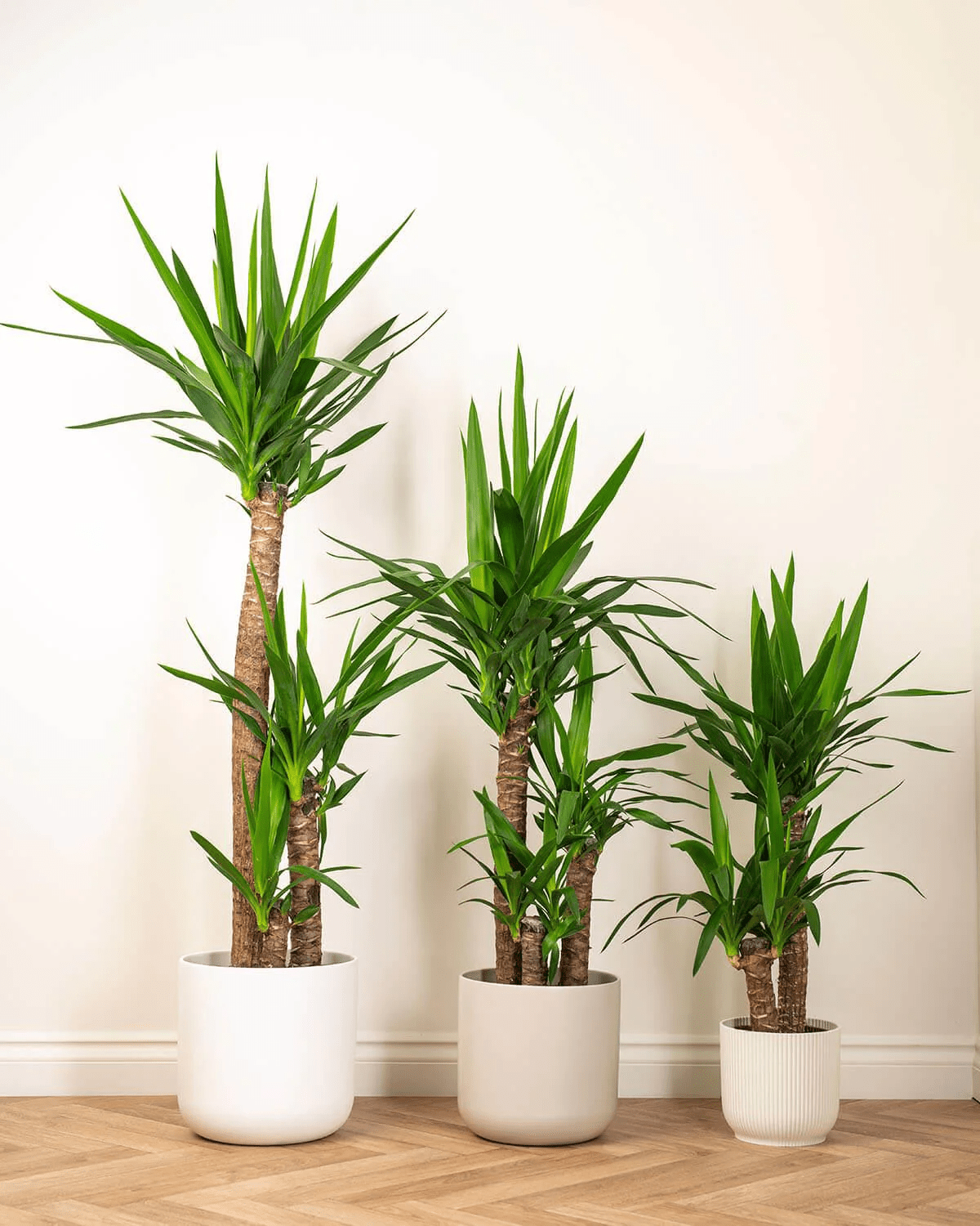 Yucca Plant Care Made Easy 6 Essential Tips For Beginners