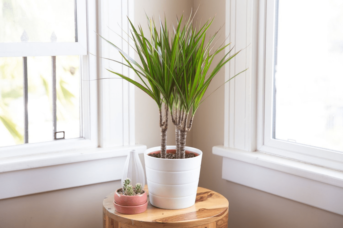 Tame The Dragon Tree With This Comprehensive Plant Care Guide