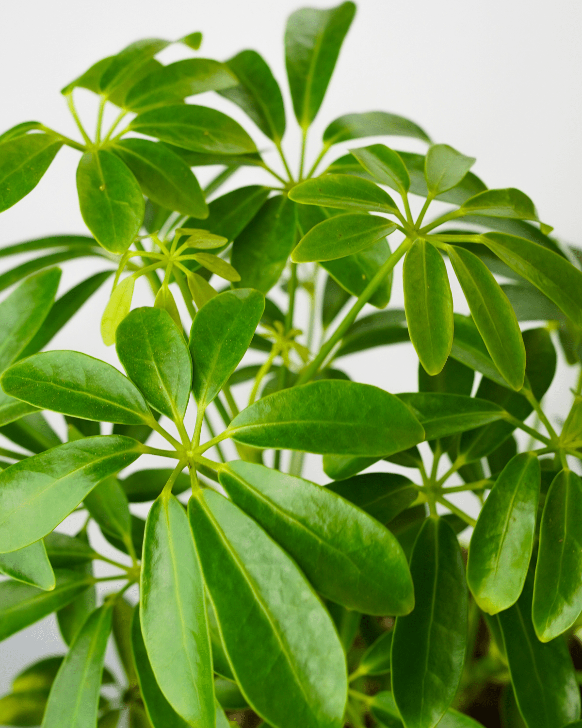 Caring For a Thriving Indoor Dwarf Umbrella Tree Tips & Tricks
