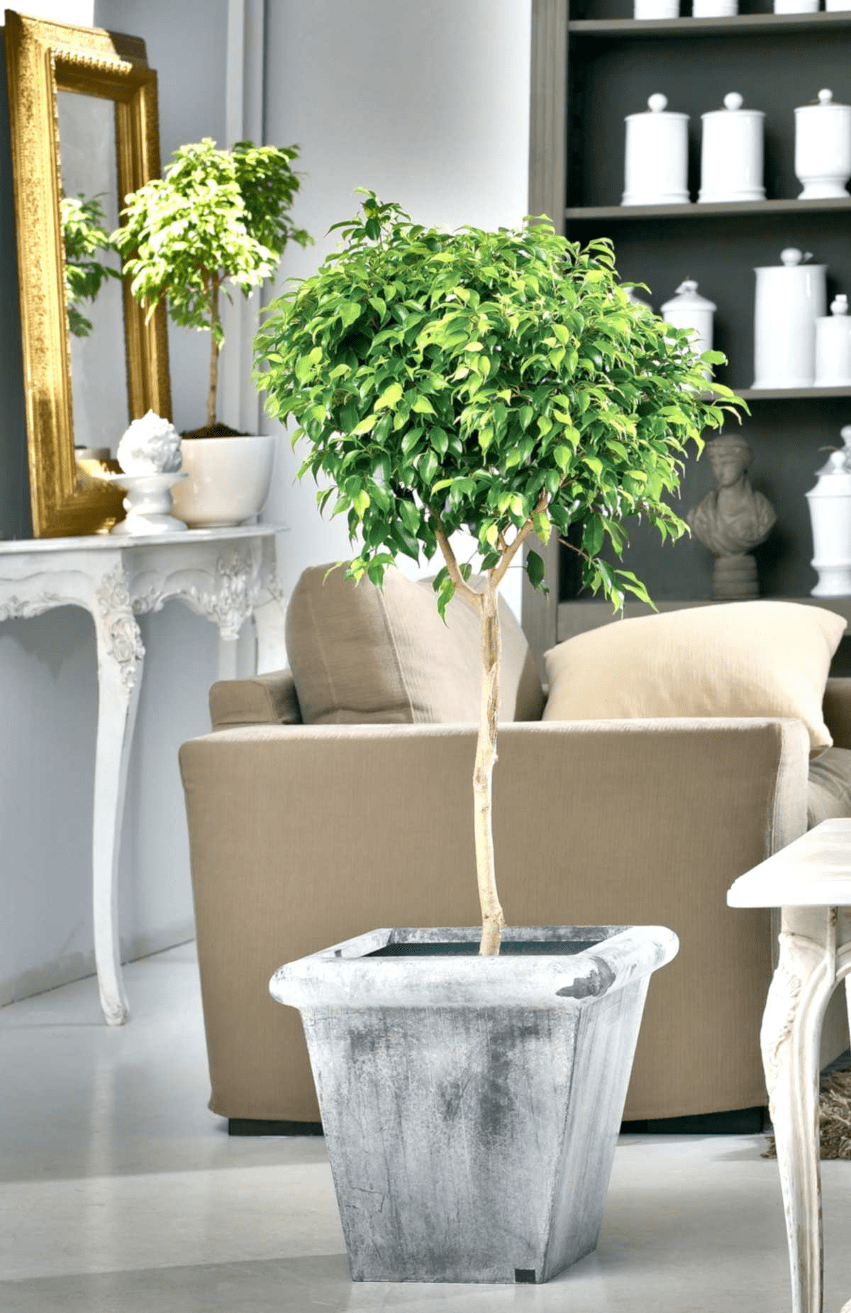 The Ficus Tree Unveiled How to Take Care of This Indoor Beauty