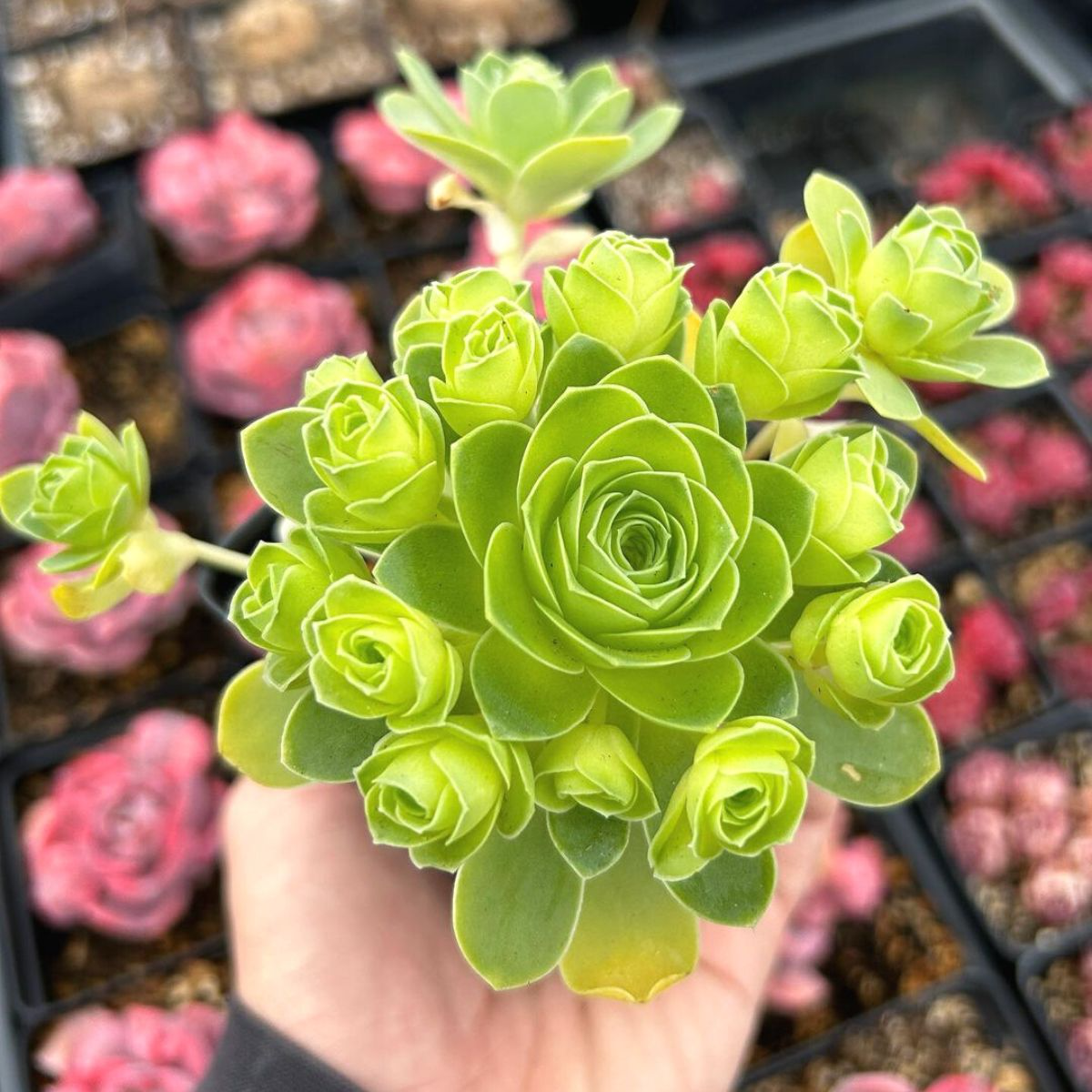 How To Nurture And Grow Your Rose Succulent Successfully