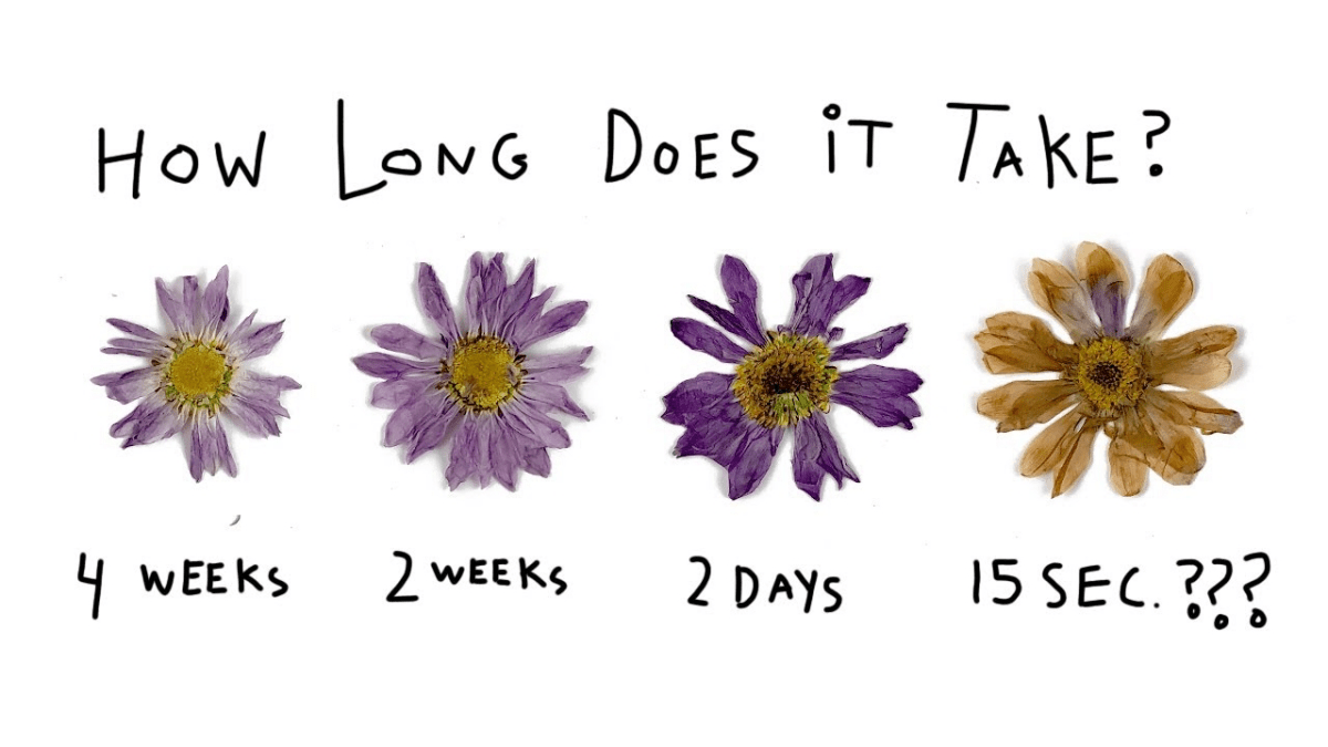 Floral Preservation 101 How to Press Flowers at Home