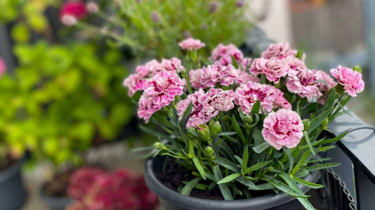 Caring for Carnations A Comprehensive Guide, Ideal for Beginners