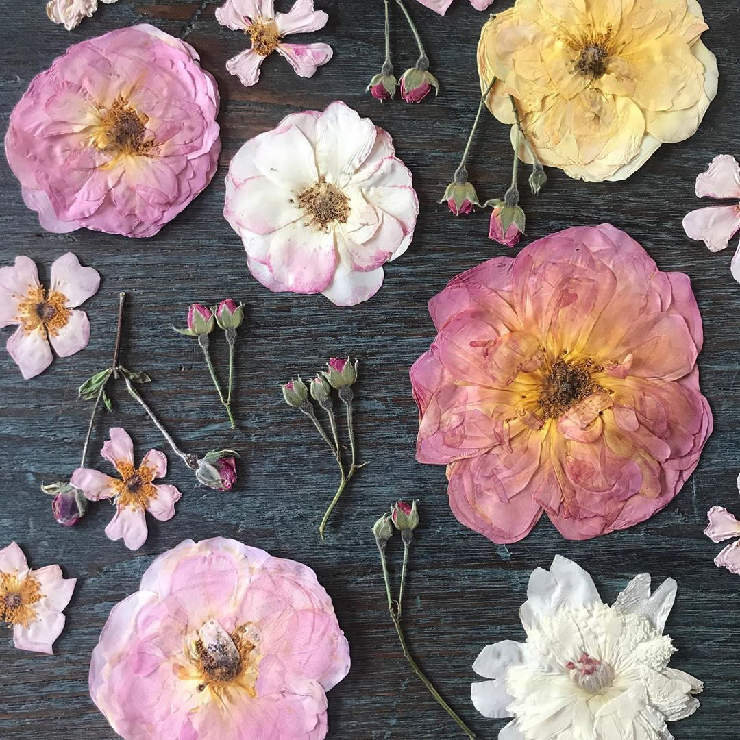Forever Roses How to Press Roses to Perfectly Preserve Them