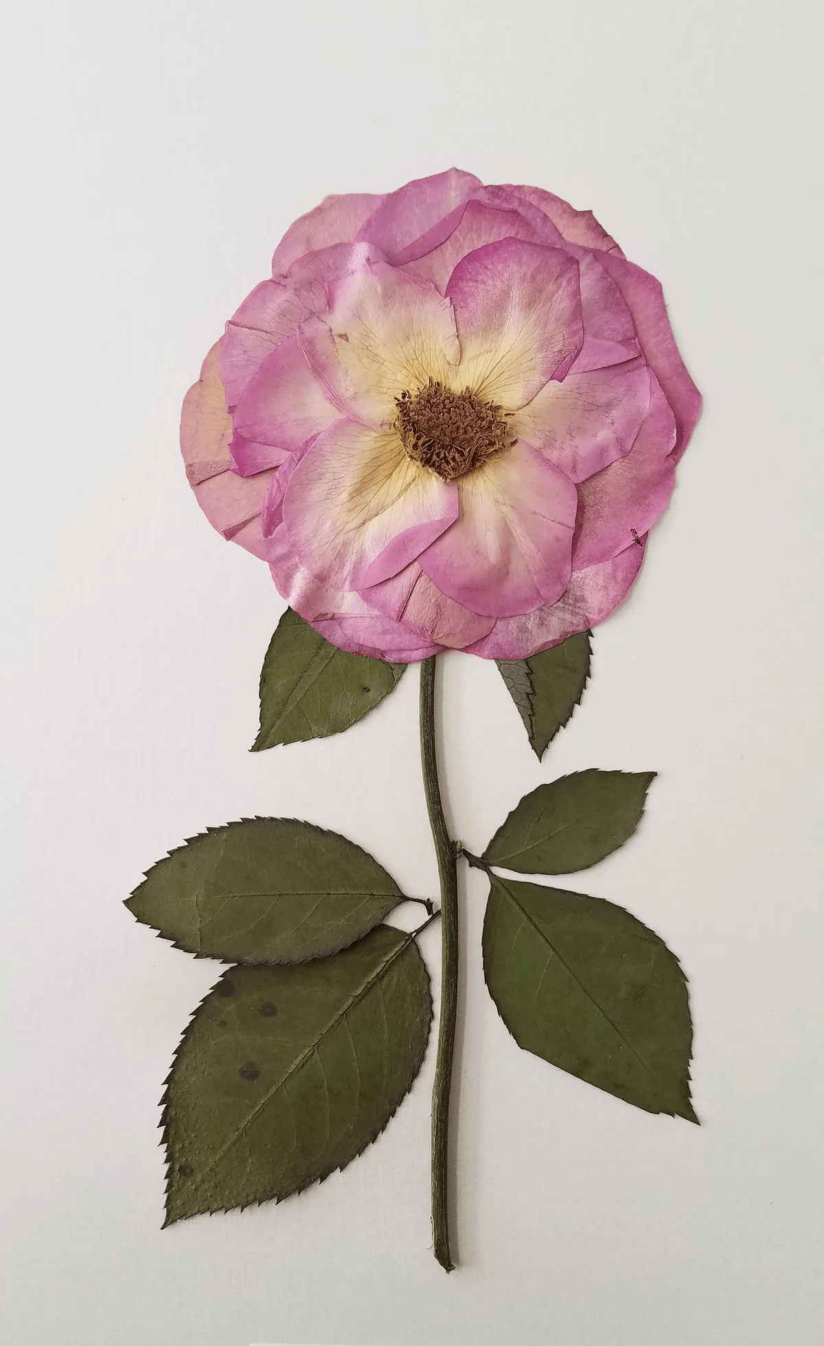 Forever Roses How to Press Roses to Perfectly Preserve Them