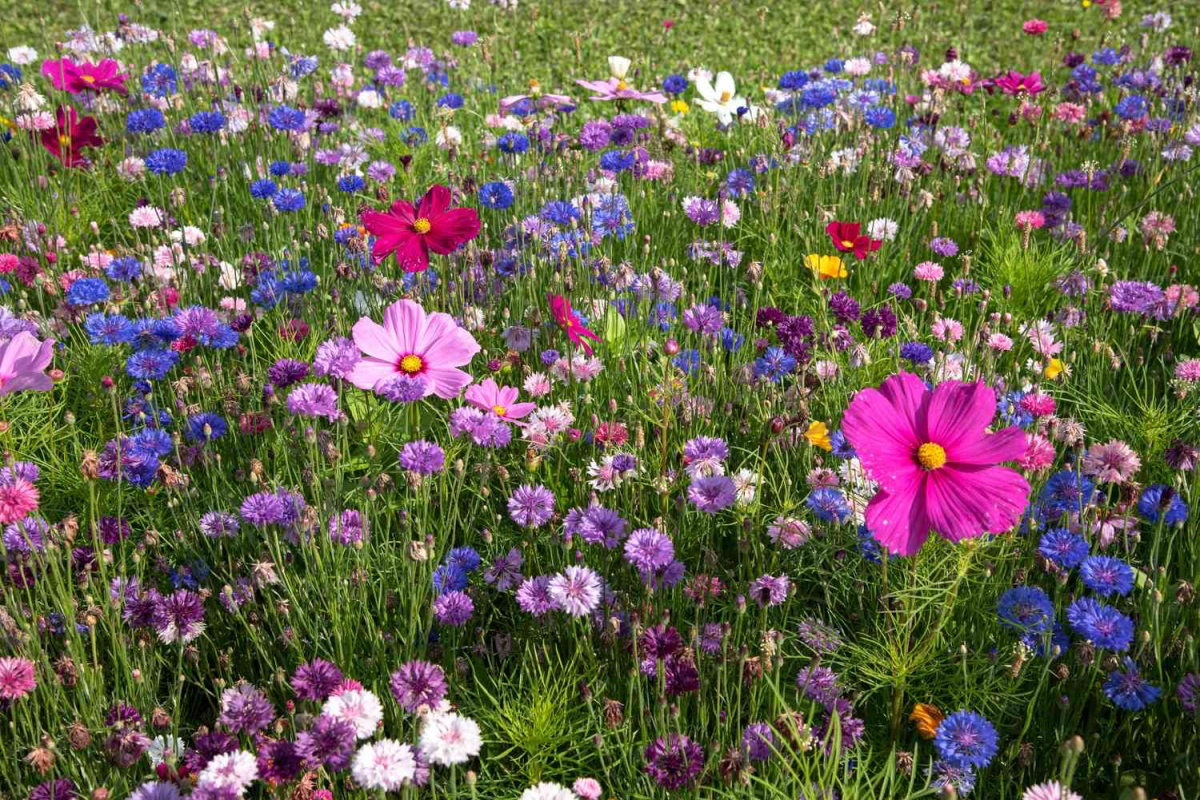 Wildflower Lawn Guide How to Create a Vibrant Meadow in Your Yard