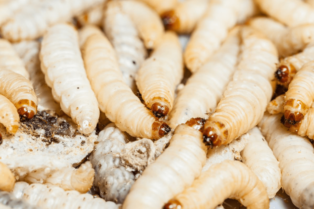Maggots In Compost? Here Are 7 Simple Solutions