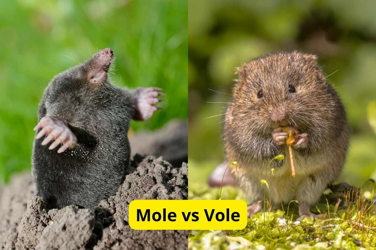 Voles Vs Moles 7 Easy Ways To Tell The Apart