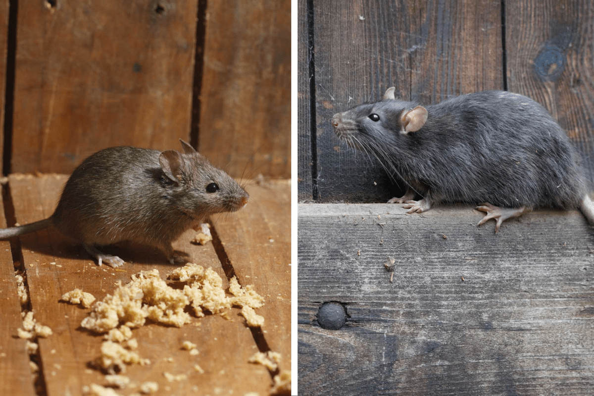 Easily Identify Your Critter Mouse Vs Rat