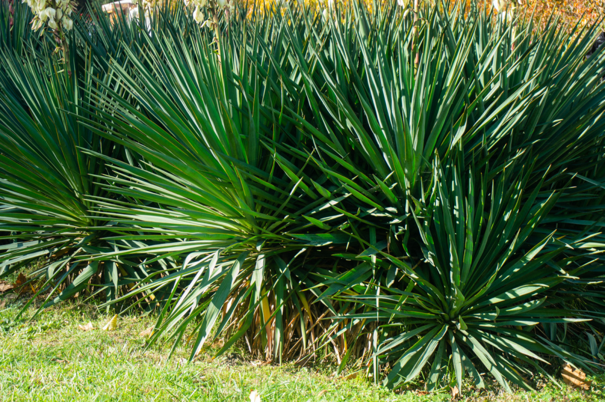 Yucca Plant Care Made Easy 6 Essential Tips For Beginners