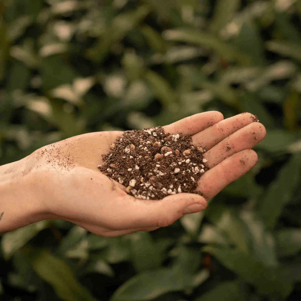 Cactus Soil Essentials The Ultimate Guide For Healthy Growth
