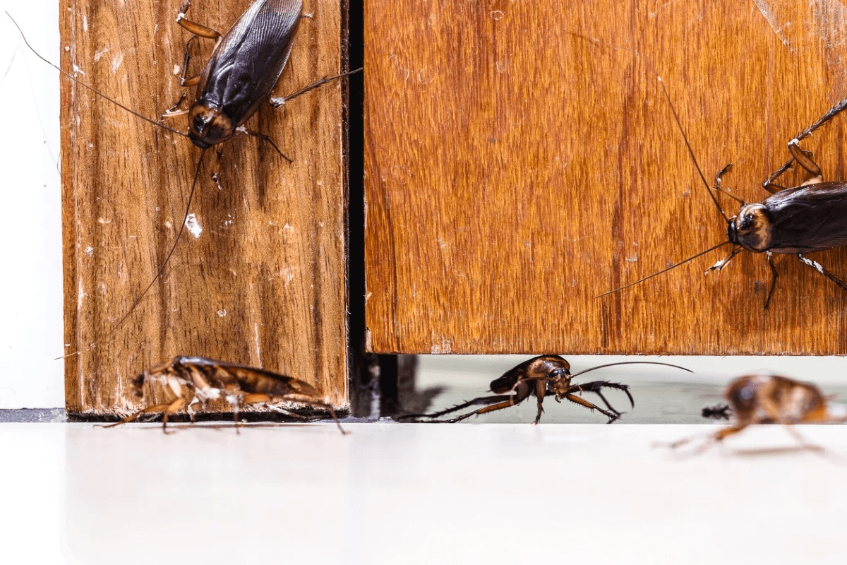 Palmetto Bug Vs Cockroach Here Are The Differences