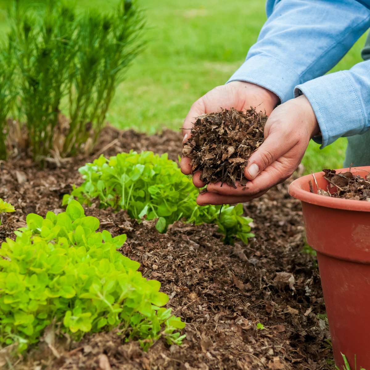 10 Amazing Mulch Alternatives For A Healthy Garden