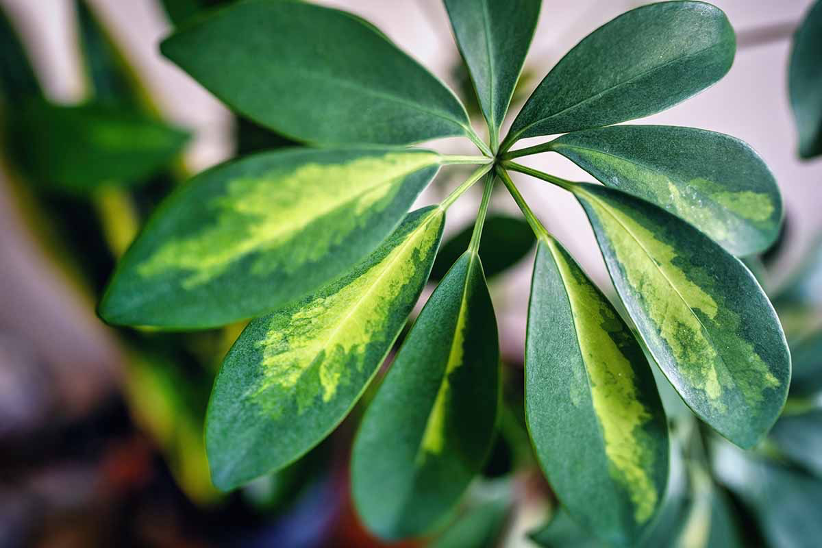 Caring For a Thriving Indoor Dwarf Umbrella Tree Tips & Tricks