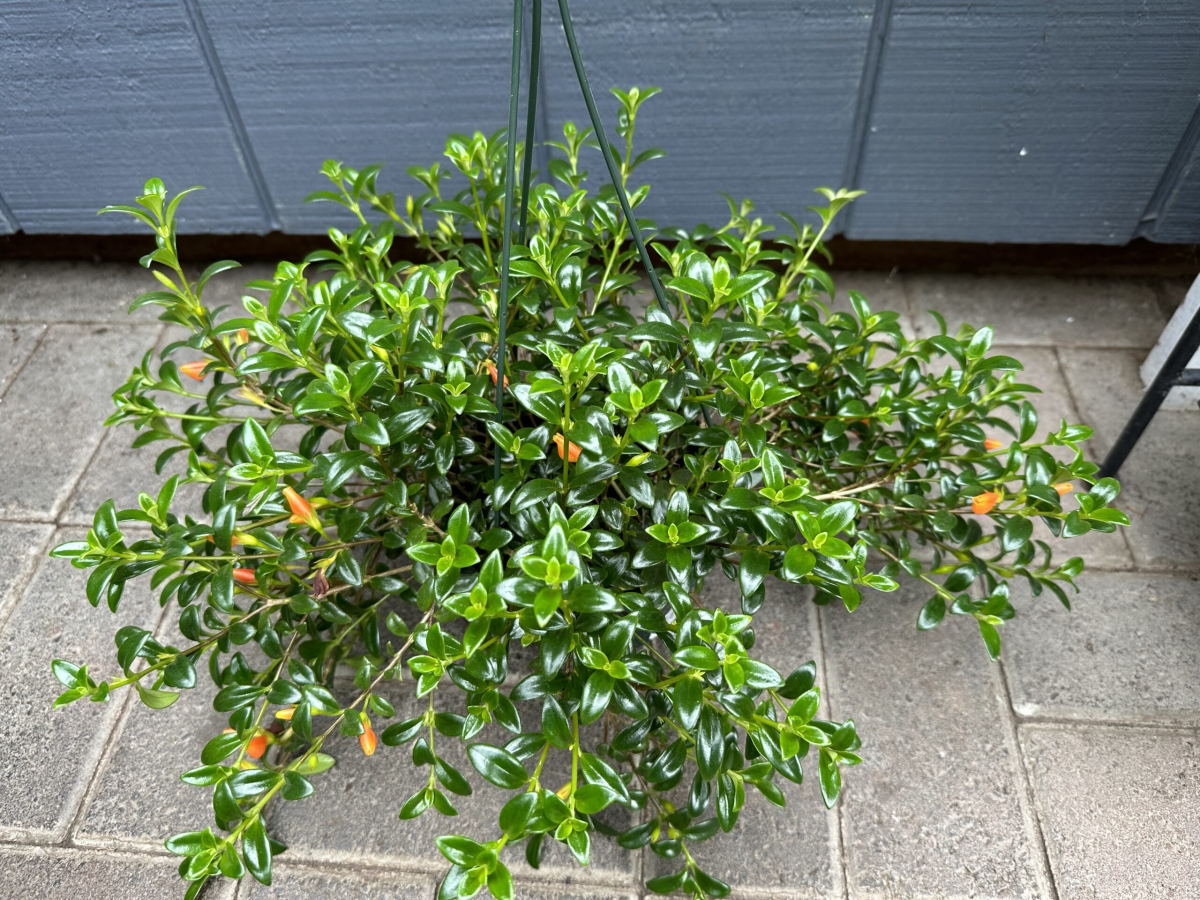 The Enchanting Goldfish Plant How to Care for This Tropical Plant