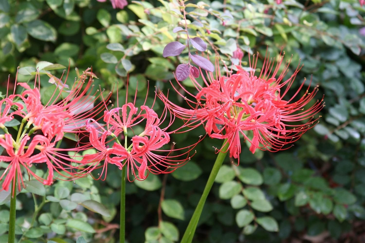 The Captivating Red Spider Lily Complete Plant Care Guide