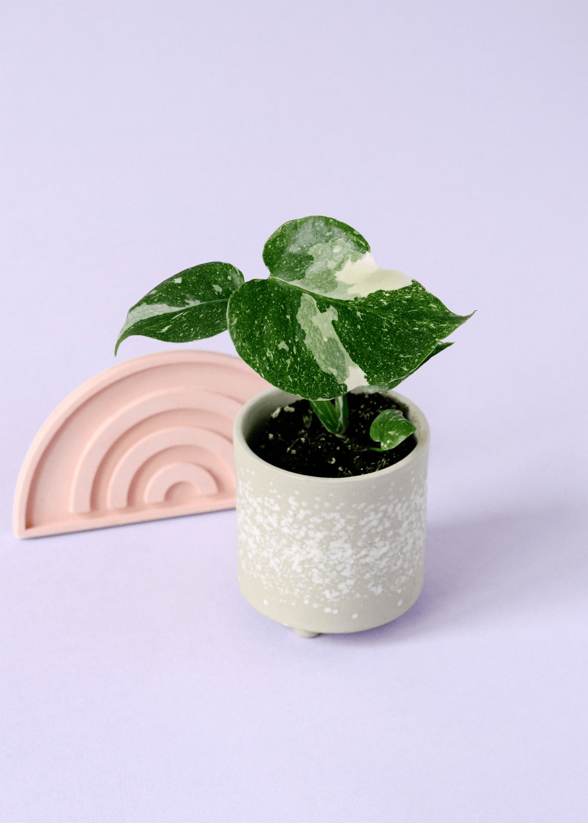 The Exquisite Thai Constellation Monstera Complete Care Guide