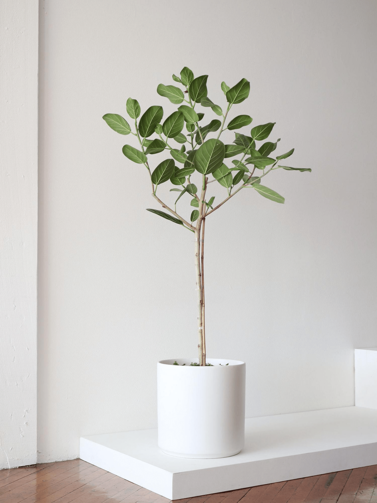 The Ficus Tree Unveiled How to Take Care of This Indoor Beauty