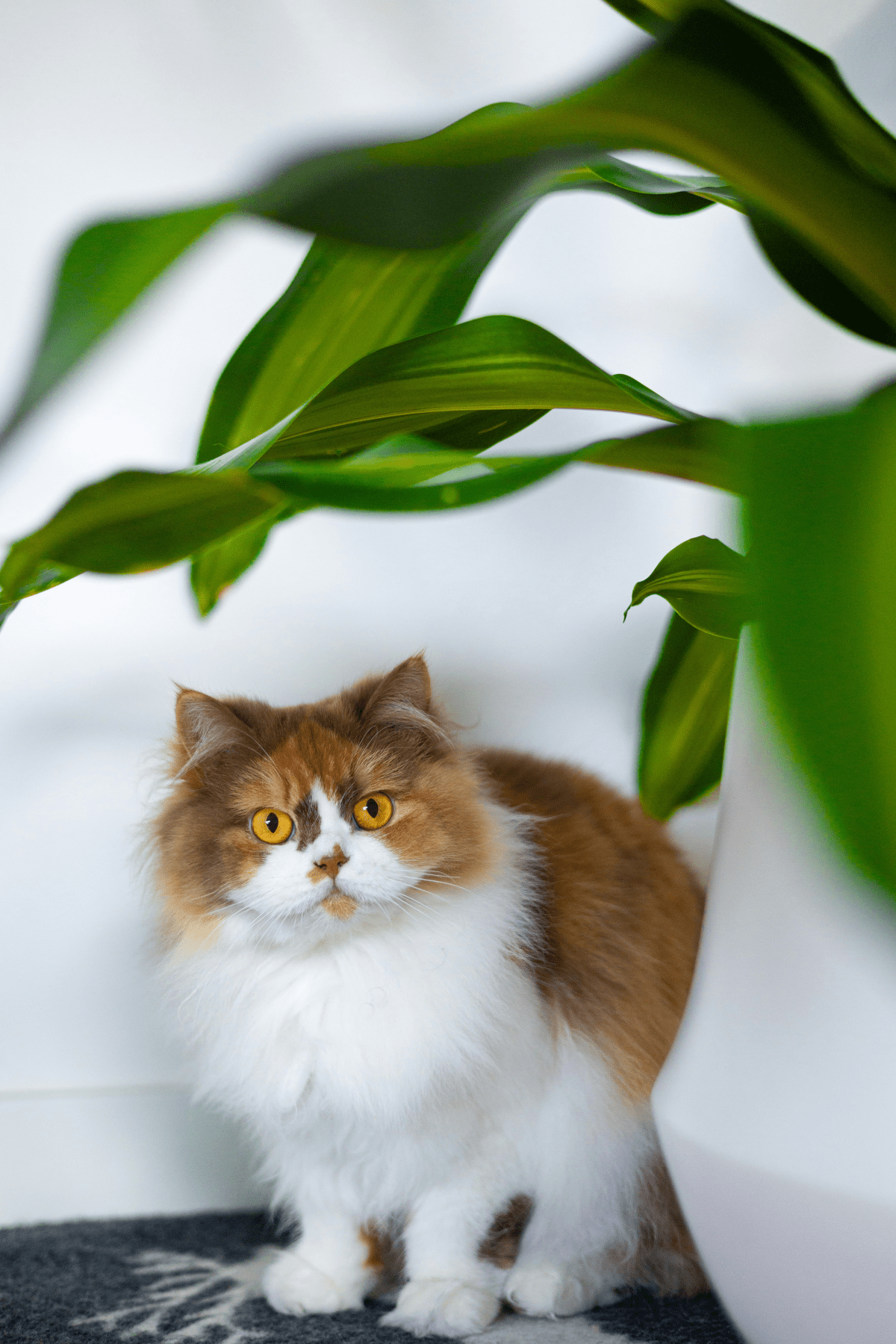 Are Ferns Toxic To Cats? 8 Plants To Keep Away From Your Cat