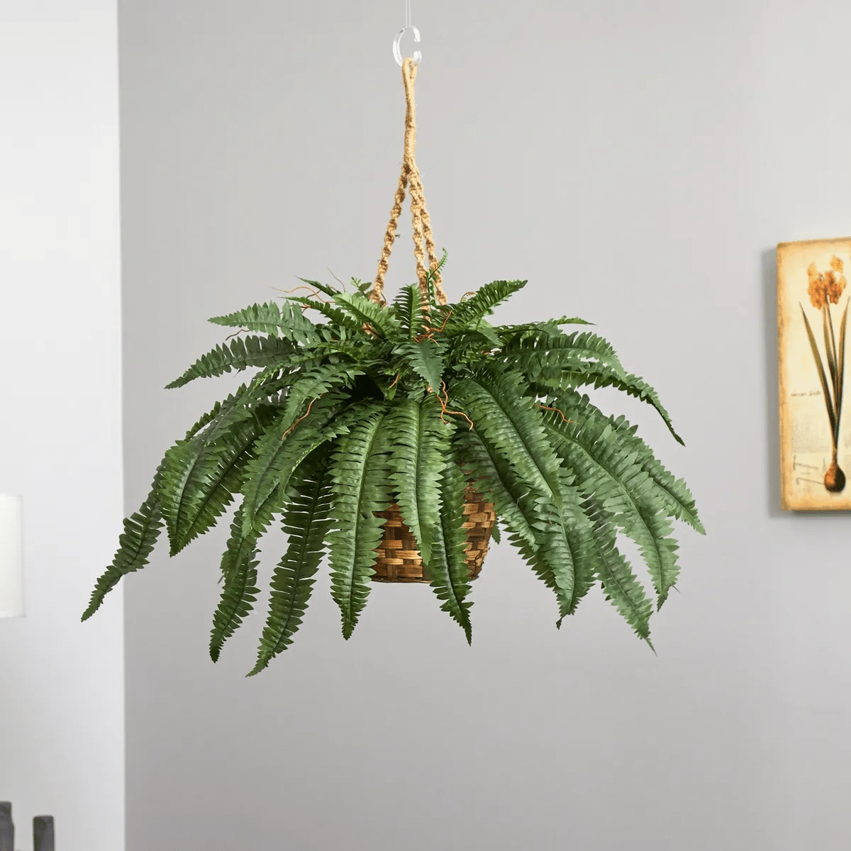 Stunning Low Light Hanging Plants That Thrive in Dimly Lit Spaces