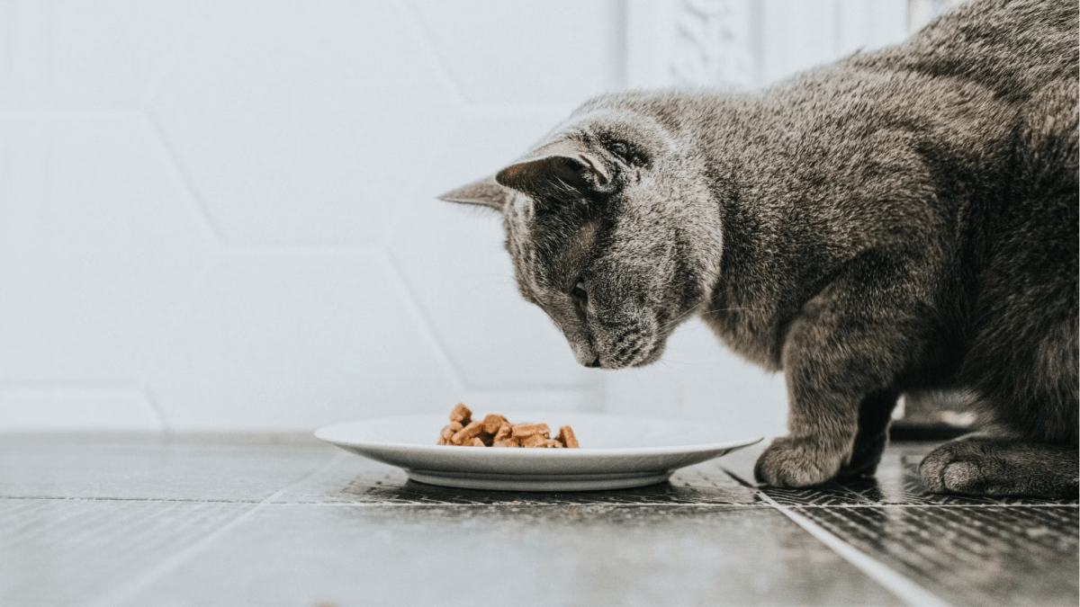 Purrfectly Balanced How to Make Healthy Homemade Cat Food