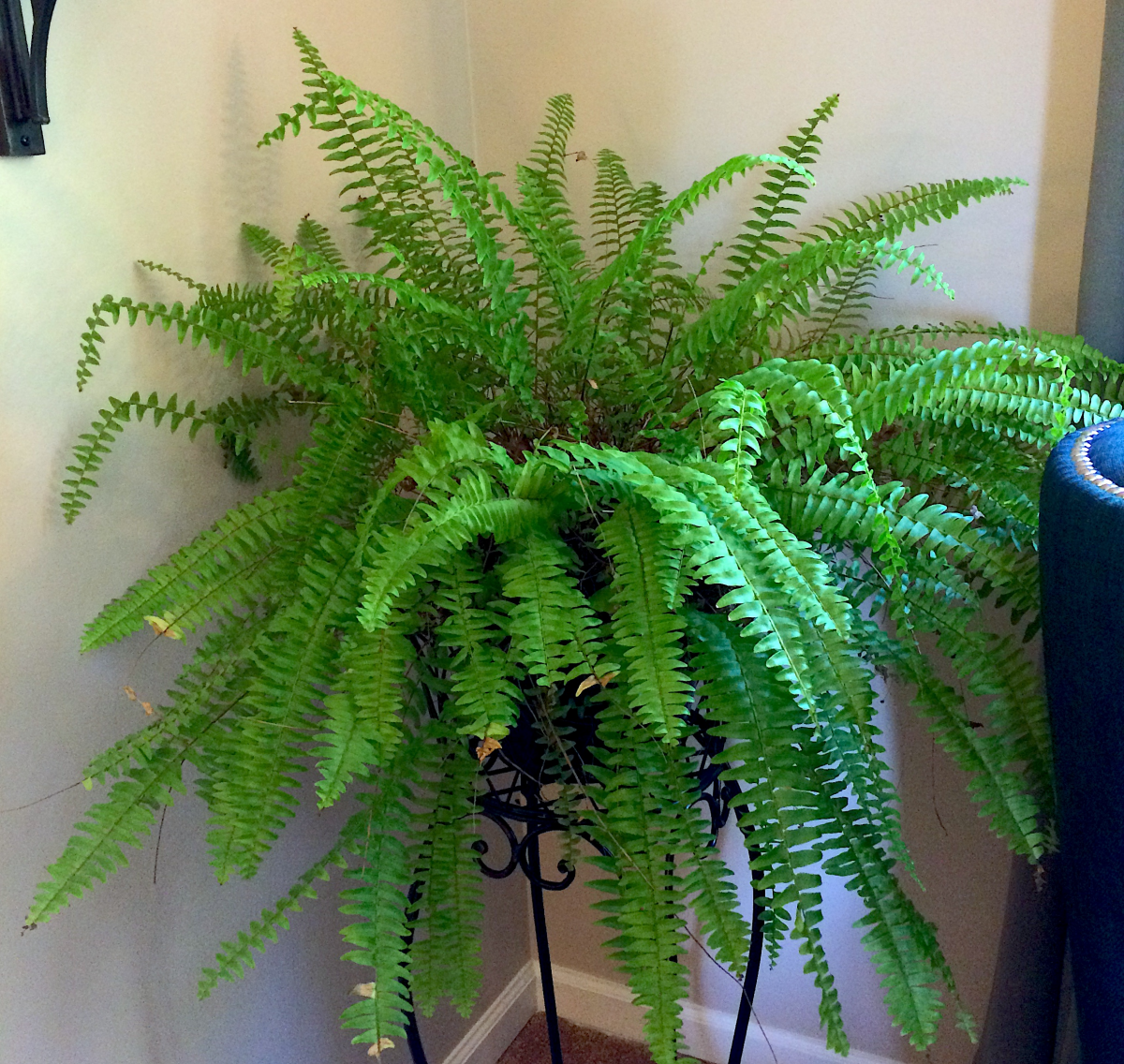 Are Ferns Toxic To Cats? 8 Plants To Keep Away From Your Cat