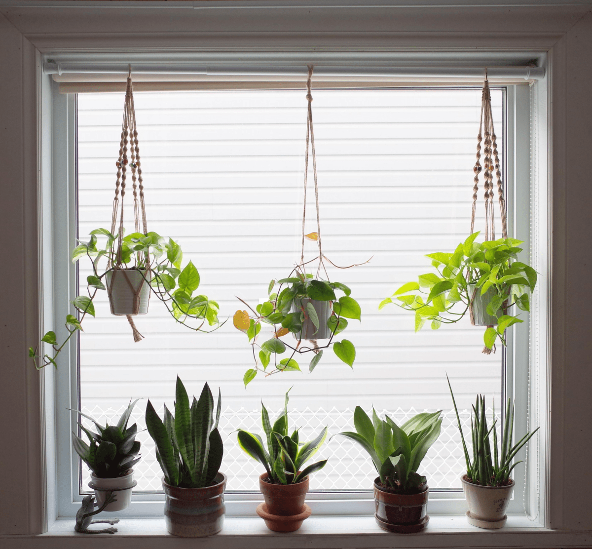 Stunning Low Light Hanging Plants That Thrive in Dimly Lit Spaces