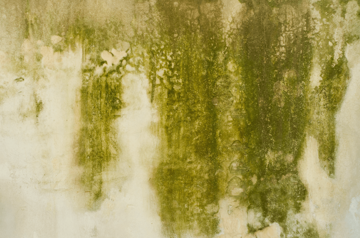 Green Mold Be Gone 7 Ways To Eradicate This Unwanted Fungi